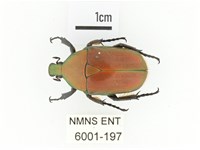 毛翅騷金龜藏品圖，第1張
