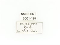 毛翅騷金龜藏品圖，第2張