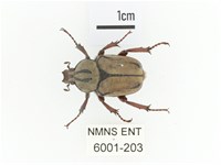 臺灣角金龜藏品圖，第1張