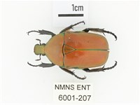 毛翅騷金龜藏品圖，第1張