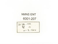 毛翅騷金龜藏品圖，第2張