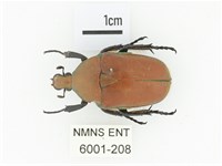 毛翅騷金龜藏品圖，第1張