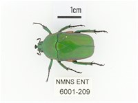 小扇角金龜藏品圖，第1張