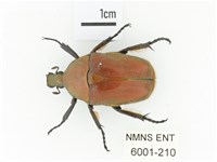 毛翅騷金龜藏品圖，第1張