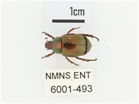 橫紋青銅金龜藏品圖，第1張