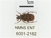 叉斑陷紋金龜藏品圖，第1張