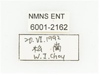 叉斑陷紋金龜藏品圖，第2張