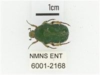 艷邊花金龜藏品圖，第1張