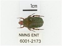 艷邊花金龜藏品圖，第1張