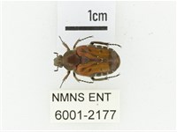 黑斑陷紋金龜藏品圖，第1張