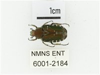 黑斑陷紋金龜藏品圖，第1張