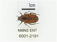 黑斑陷紋金龜藏品圖，第1張