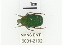 艷邊花金龜藏品圖，第1張