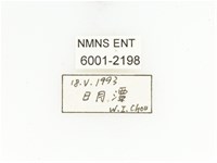 藍艷白點花金龜藏品圖，第2張