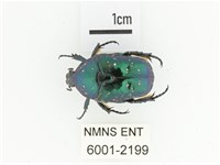 藍艷白點花金龜藏品圖，第1張