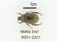 馬場青銅金龜藏品圖，第1張