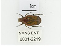 黑斑陷紋金龜藏品圖，第1張