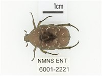 東方白點花金龜藏品圖，第1張