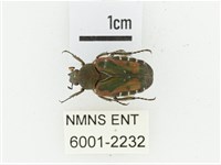 黑斑陷紋金龜藏品圖，第1張