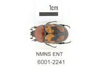 斑翅四齒金龜藏品圖，第1張