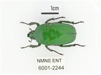 臺灣扇角金龜藏品圖，第1張