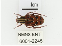 巴蘭陷紋金龜藏品圖，第1張