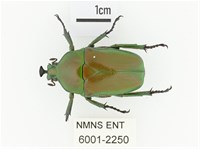 臺灣扇角金龜藏品圖，第1張