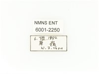 臺灣扇角金龜藏品圖，第2張