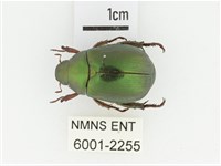 綠艷金龜藏品圖，第1張