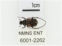 黑虎斑花金龜藏品圖，第1張