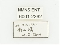 黑虎斑花金龜藏品圖，第2張