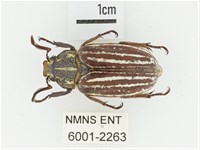 臺灣白條金龜藏品圖，第1張