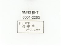 臺灣白條金龜藏品圖，第2張