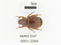 臺灣鍬形金龜藏品圖，第1張