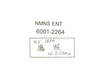 臺灣鍬形金龜藏品圖，第2張