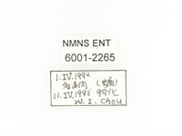 臺灣四齒金龜藏品圖，第2張