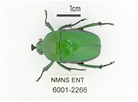 臺灣扇角金龜藏品圖，第1張