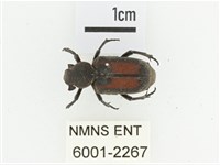 臺灣跗花金龜藏品圖，第1張