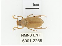 淡水長鬚金龜藏品圖，第1張