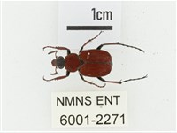 血紅虎斑花金龜藏品圖，第1張