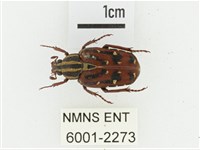 巴蘭陷紋金龜藏品圖，第1張