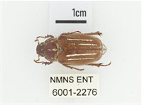 姬白條金龜藏品圖，第1張