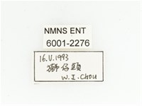 姬白條金龜藏品圖，第2張