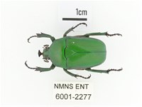 臺灣扇角金龜藏品圖，第1張