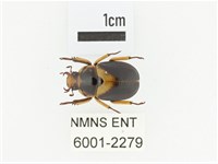 臺灣鍬形金龜藏品圖，第1張