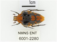 臺灣瘦花金龜藏品圖，第1張