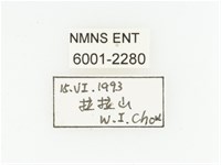 臺灣瘦花金龜藏品圖，第2張