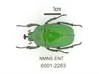 臺灣扇角金龜藏品圖，第1張