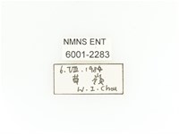 臺灣扇角金龜藏品圖，第2張