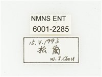 血紅虎斑花金龜藏品圖，第2張